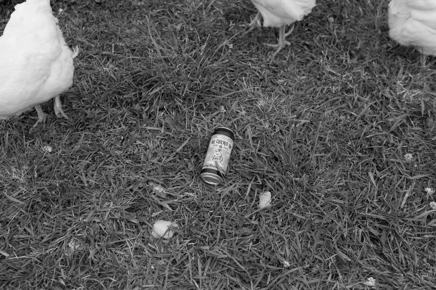 A can of All Clucked Up lying in the grass surrounded by curious chickens